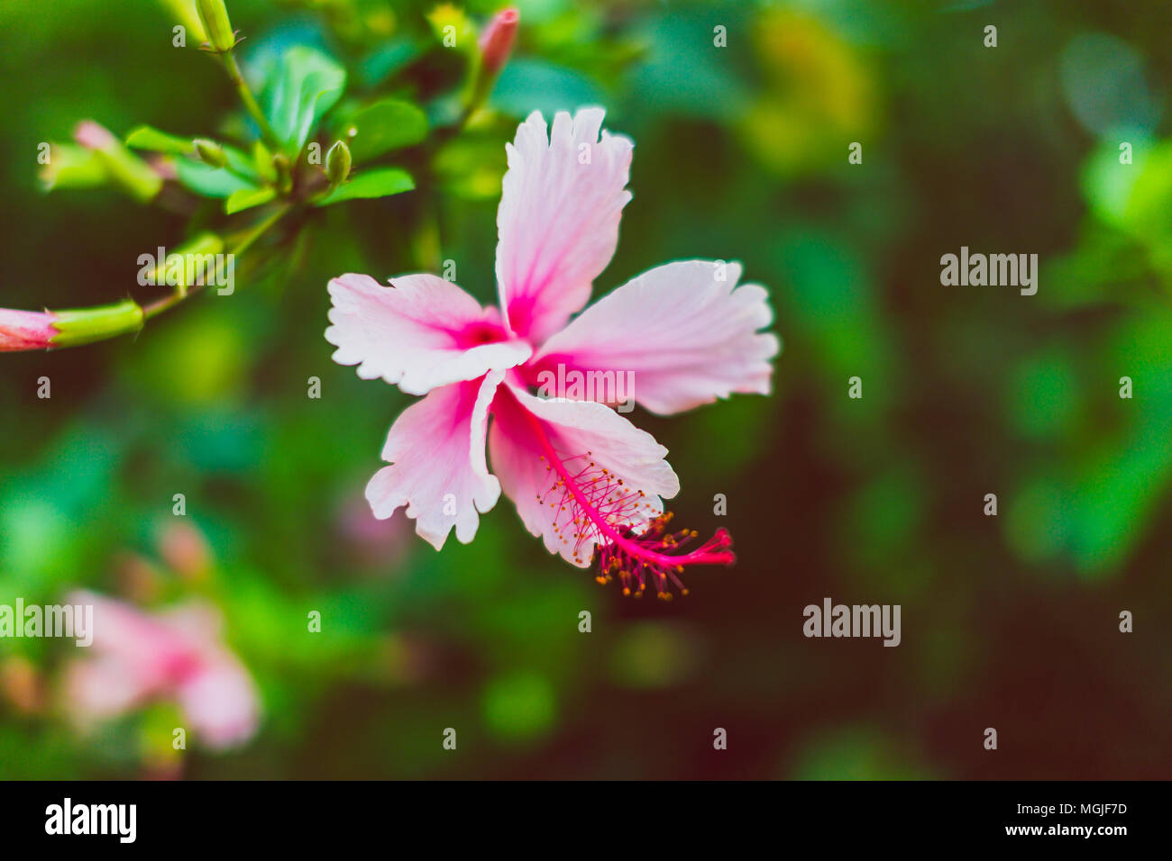 exotic subtropical hibiscus trees with pink flowers in bloom, shot in