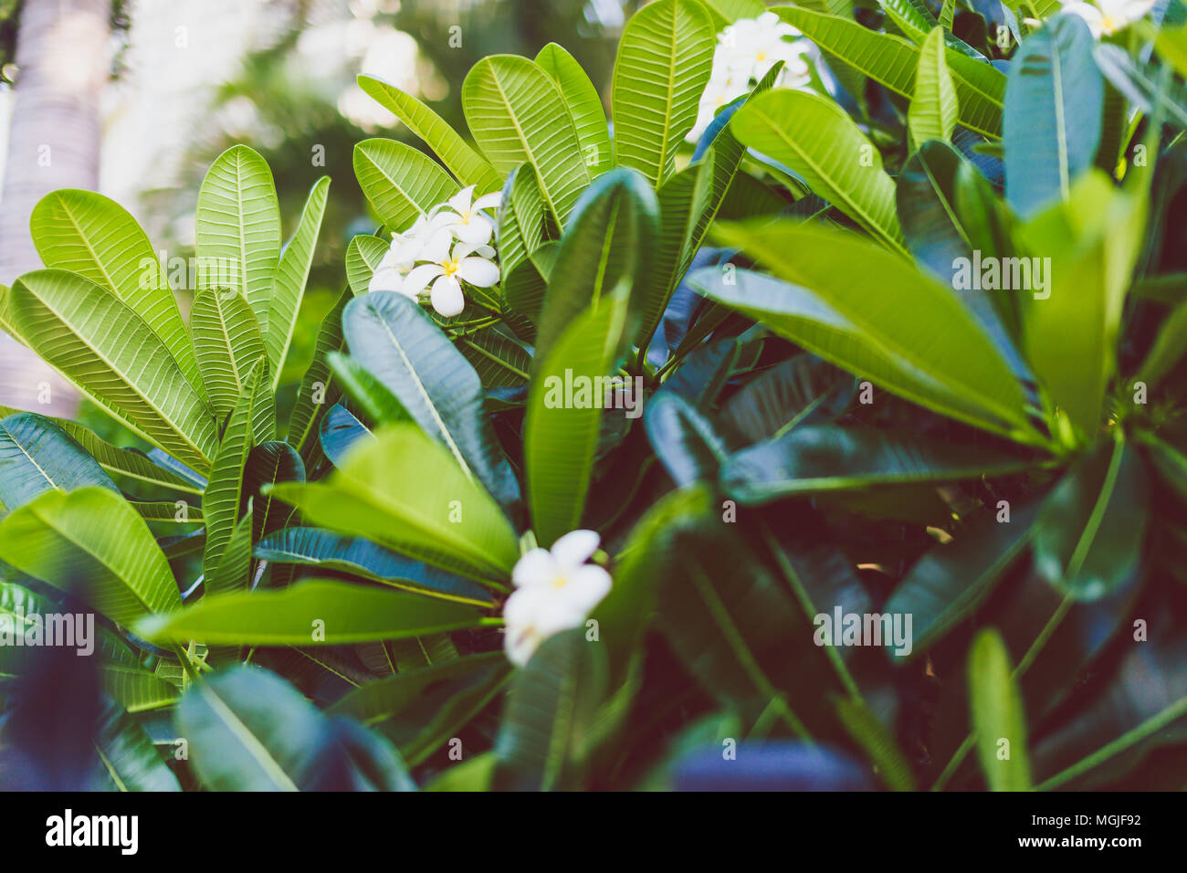 frangipani plants with vibrant colors and flowers in subtropical climate, shot in Queensland Australia Stock Photo