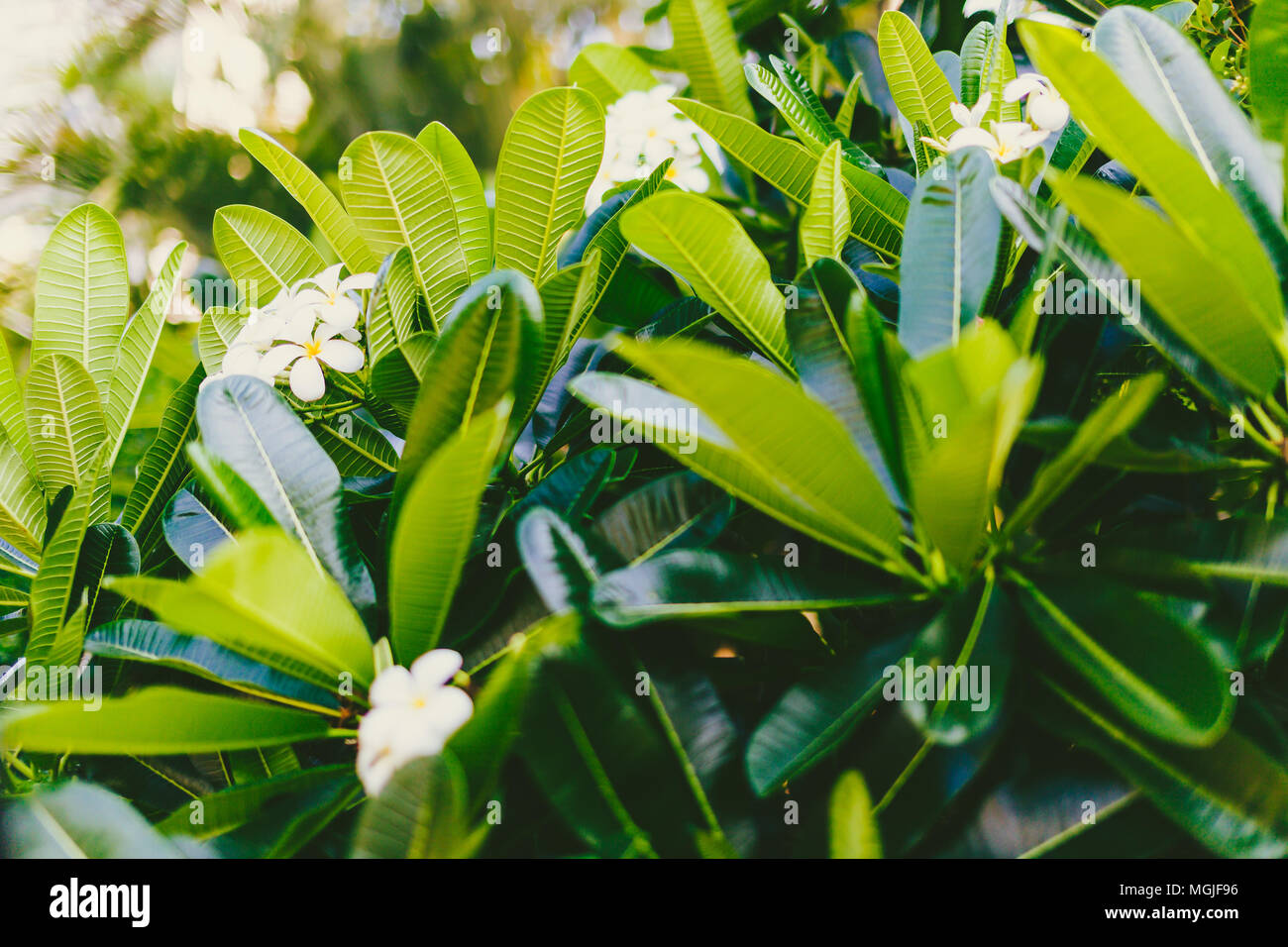 frangipani plants with vibrant colors and flowers in subtropical climate, shot in Queensland Australia Stock Photo
