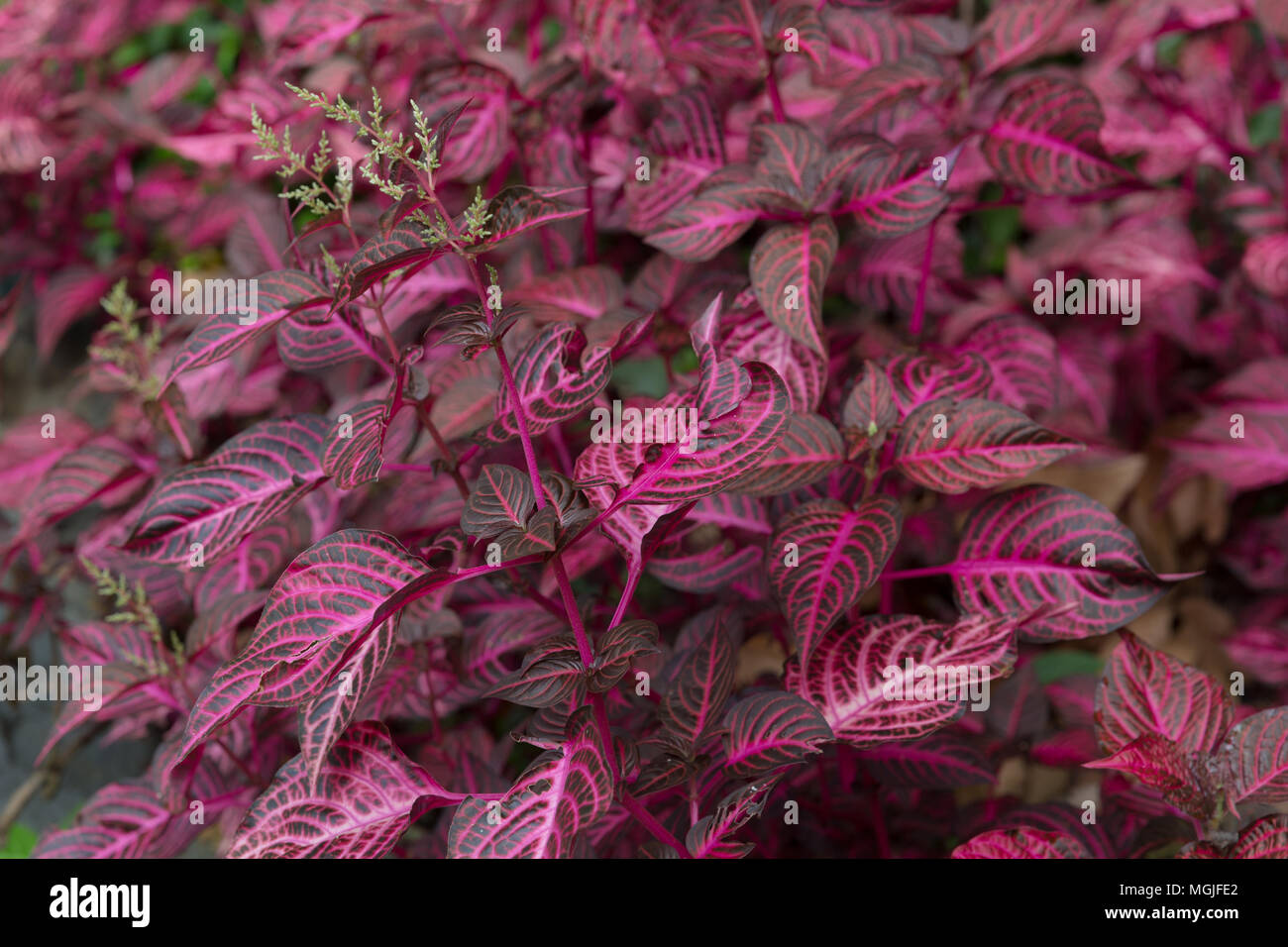 Purple and pink leaved tropical plant Stock Photo