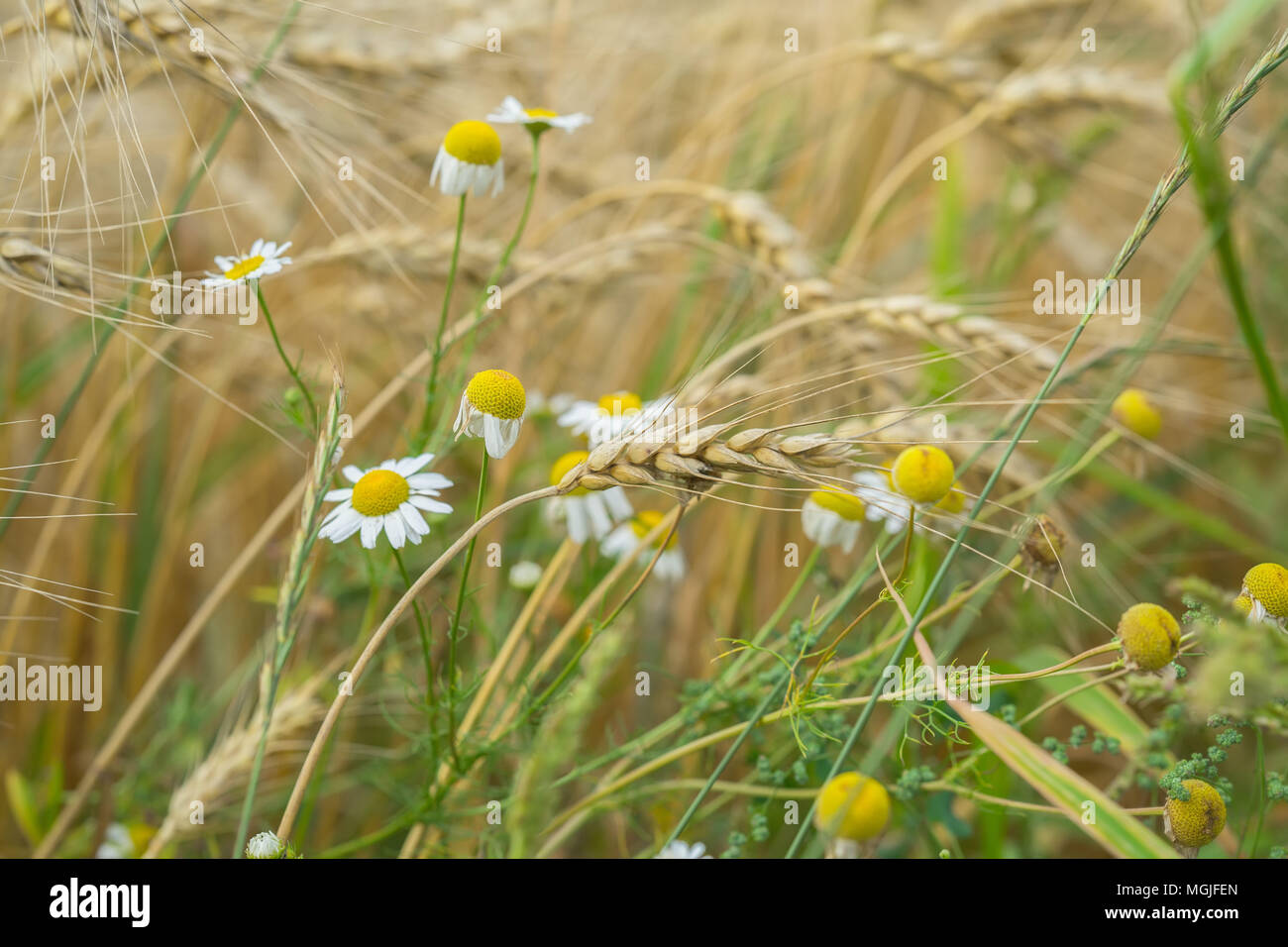 Wheat field and Pleasantly weeds, wild Matricaria in a field on a farm