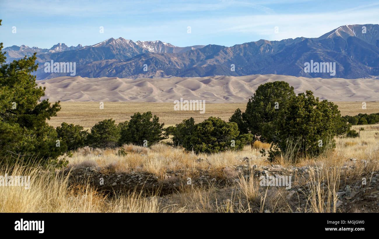 Great Sand Dunes National Park; Colorado; USA; early spring morning. There is a deer in the photo - do you see him? Stock Photo
