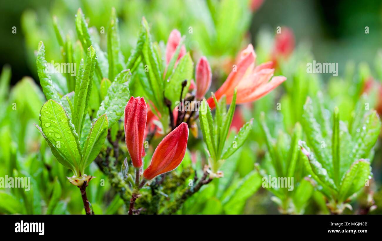 Azalea flower buds in early spring Stock Photo Alamy