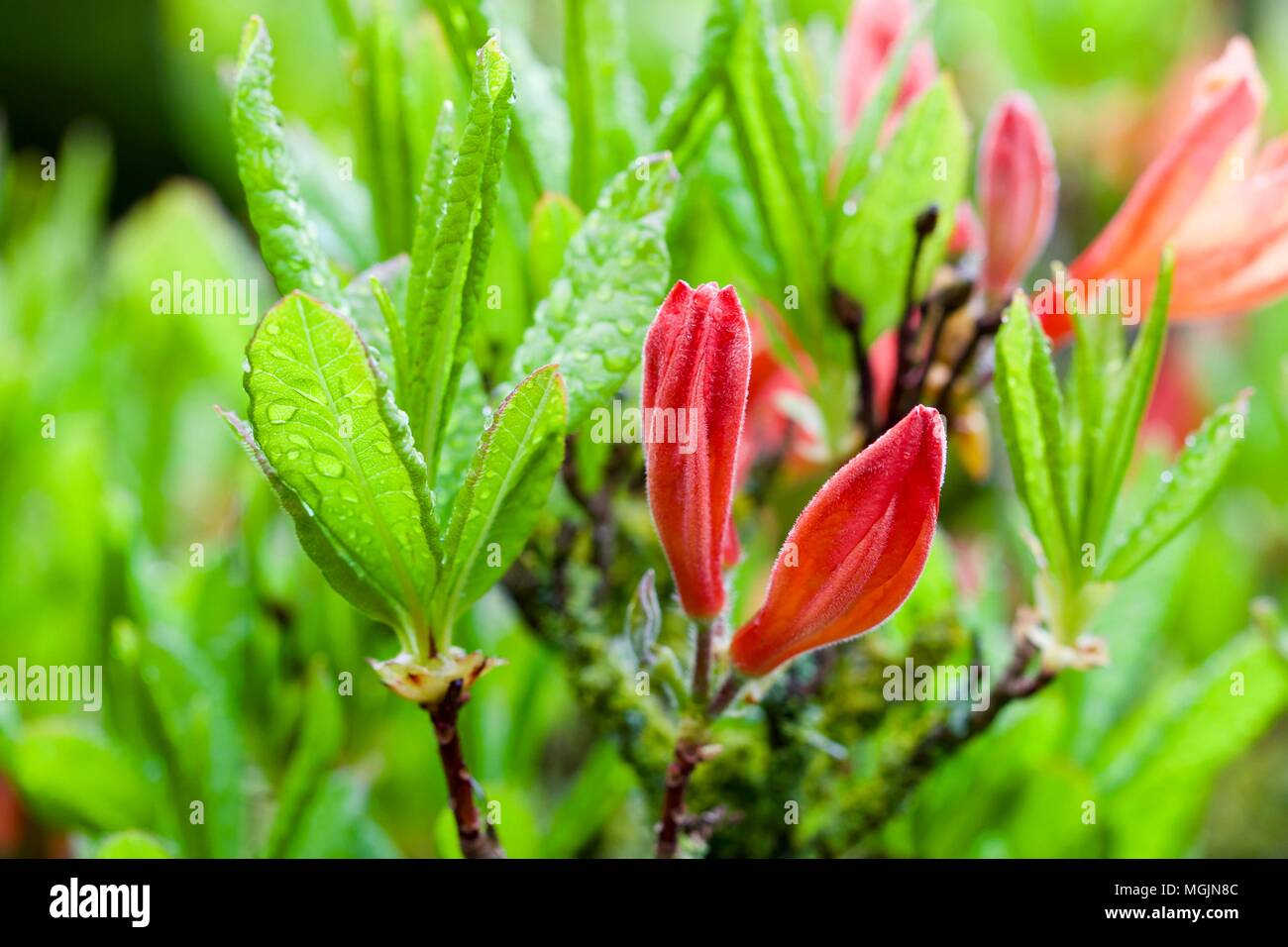 Azalea flower buds in early spring Stock Photo Alamy