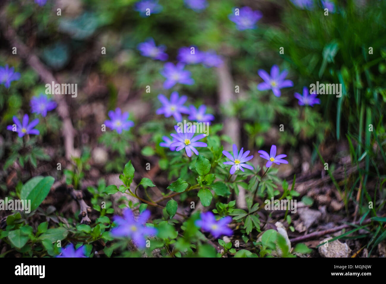 Blue Hepatica wild flowers in the sring time forest as a seasonal background Stock Photo
