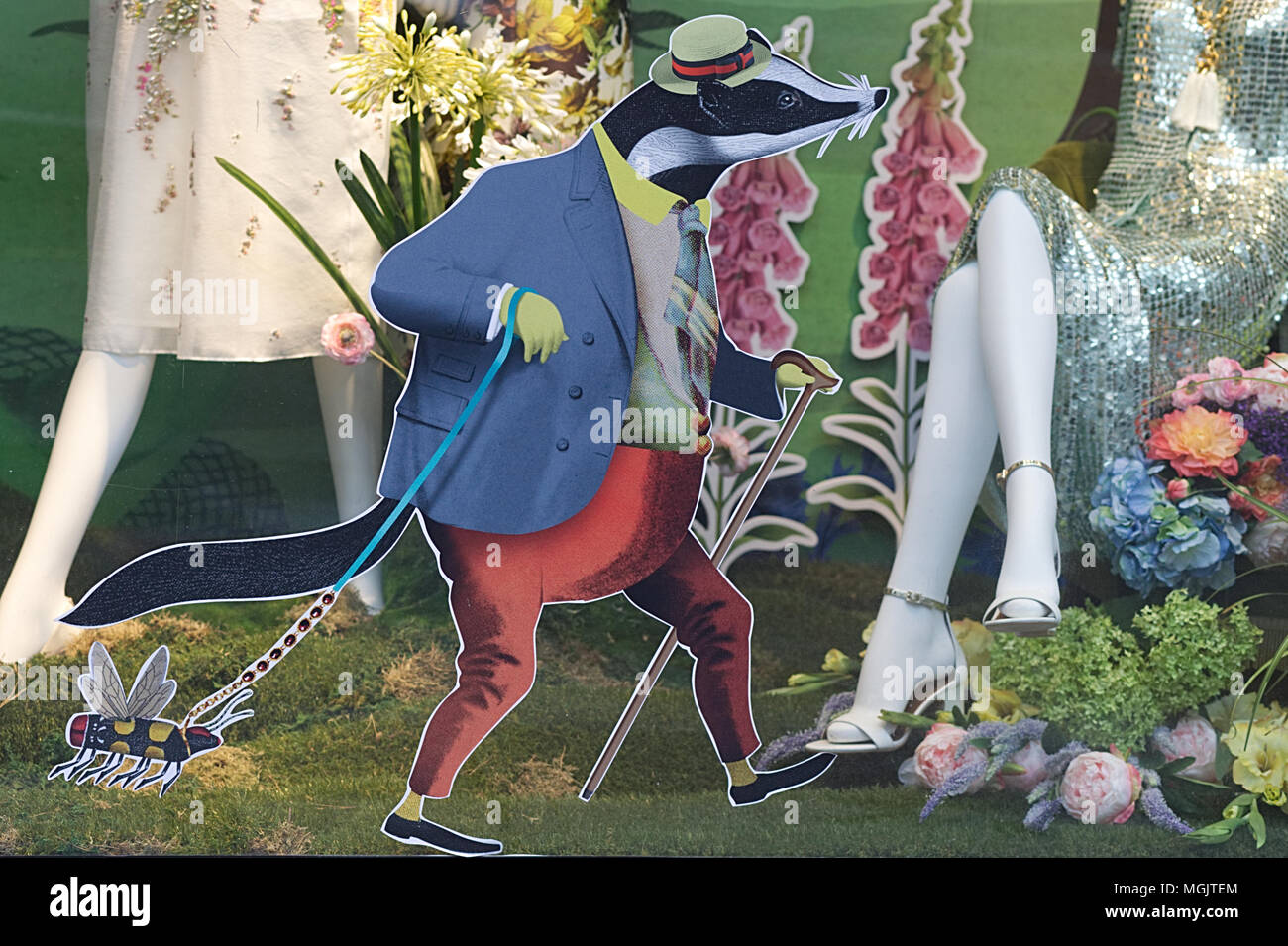 Posh Badger window dressing Stock Photo Alamy