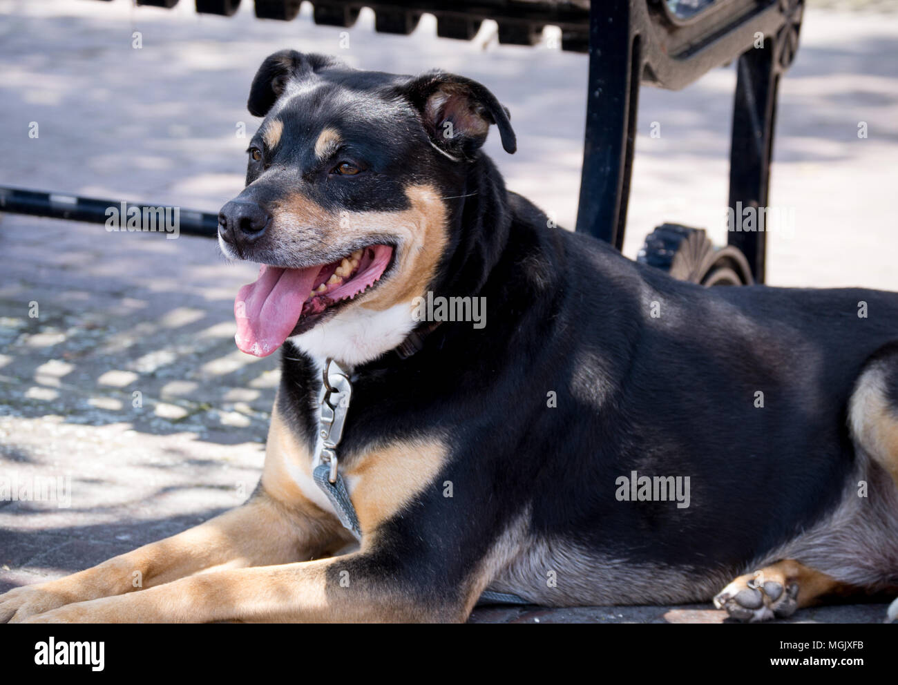 Walking the Dog. Pound rescue labrador, rottweiler mixed adult male dog rests near a park bench during a city walk. Stock Photo