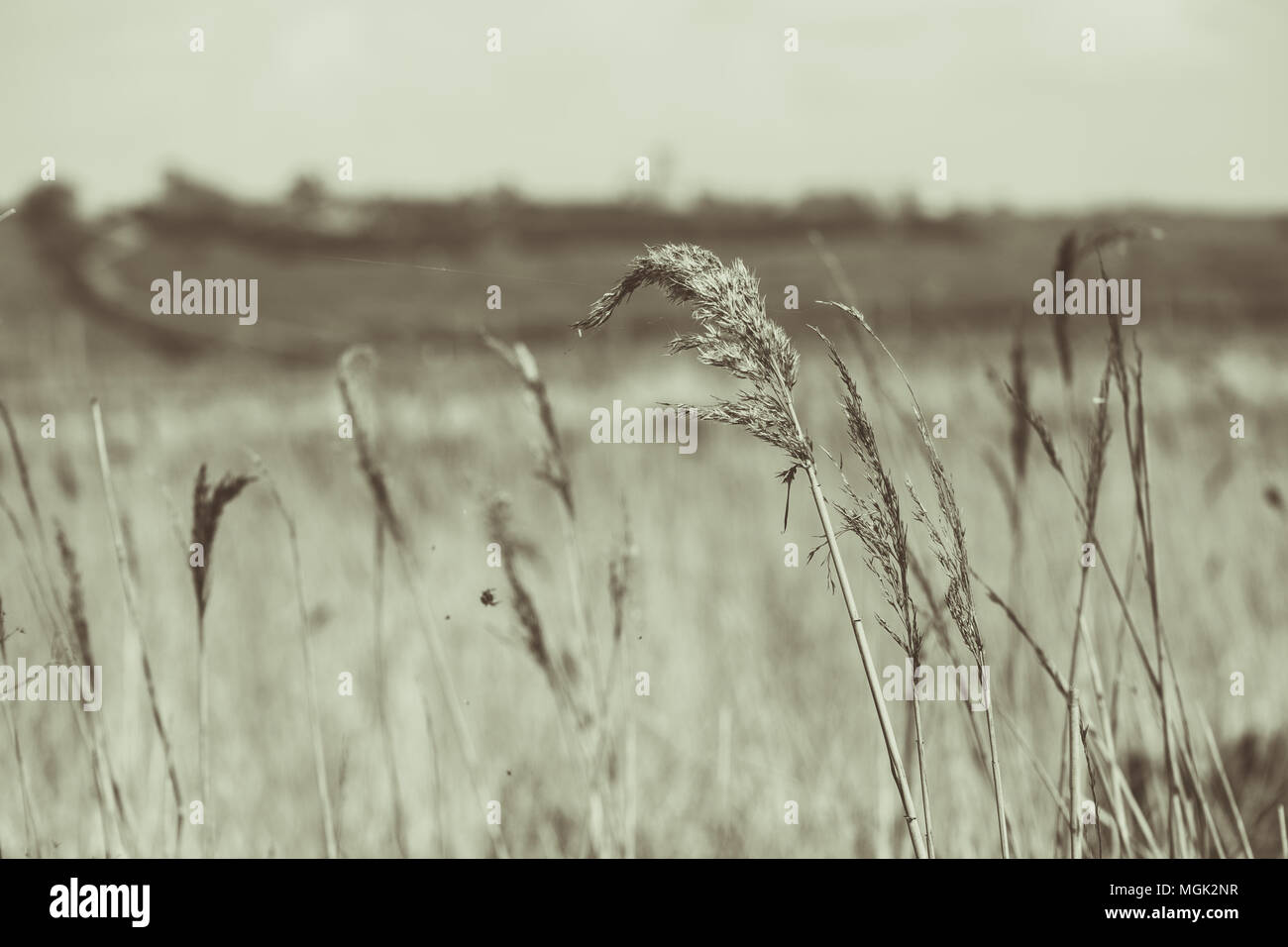 Field wild grass in breeze hi-res stock photography and images - Alamy