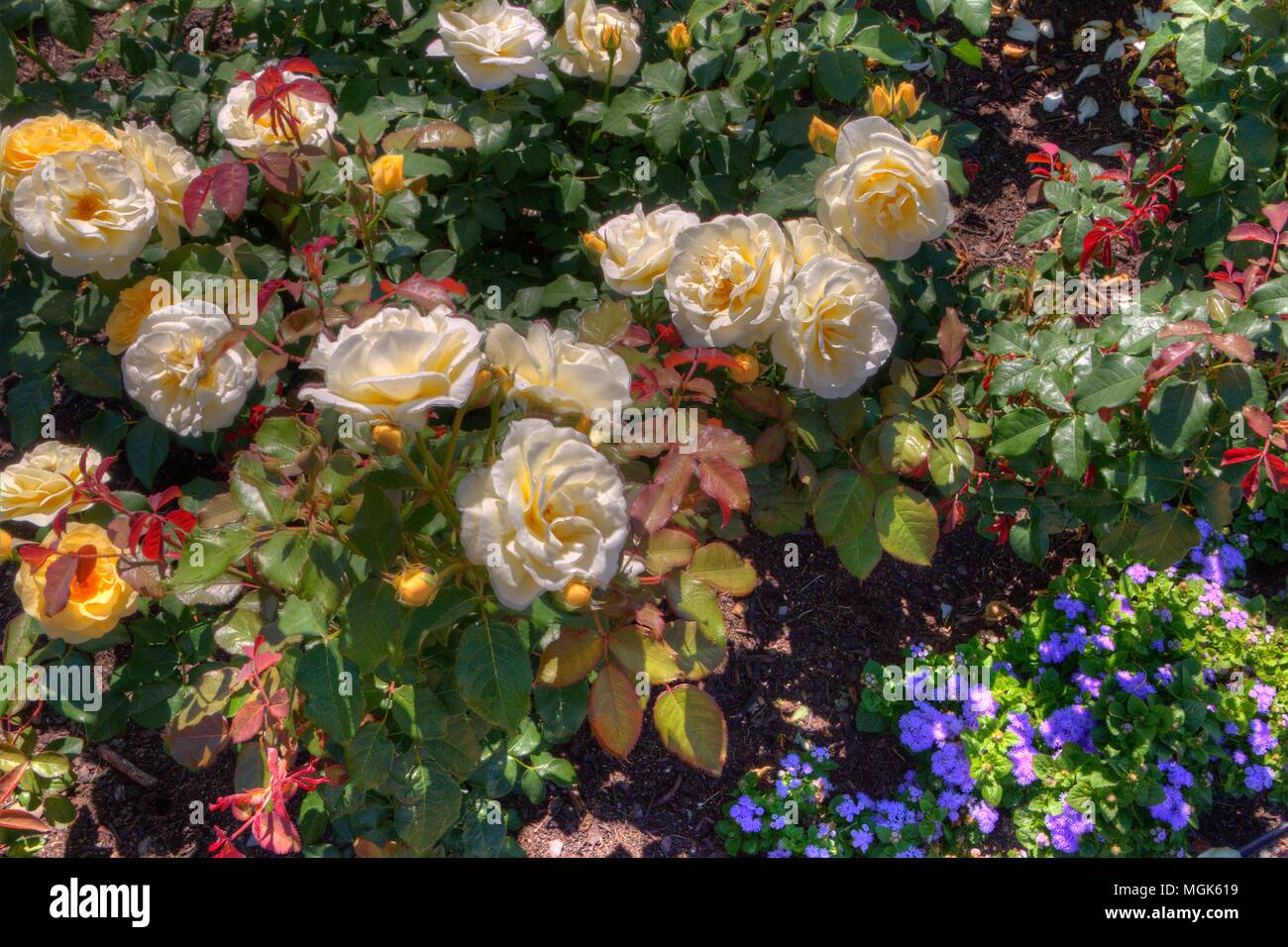 Duluth's Flower Garden in Summer Stock Photo Alamy