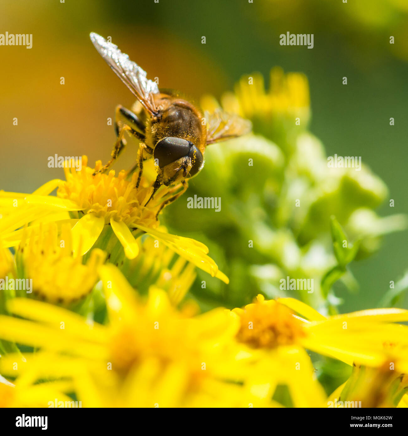 Drone fly insect hi-res stock photography and images - Alamy