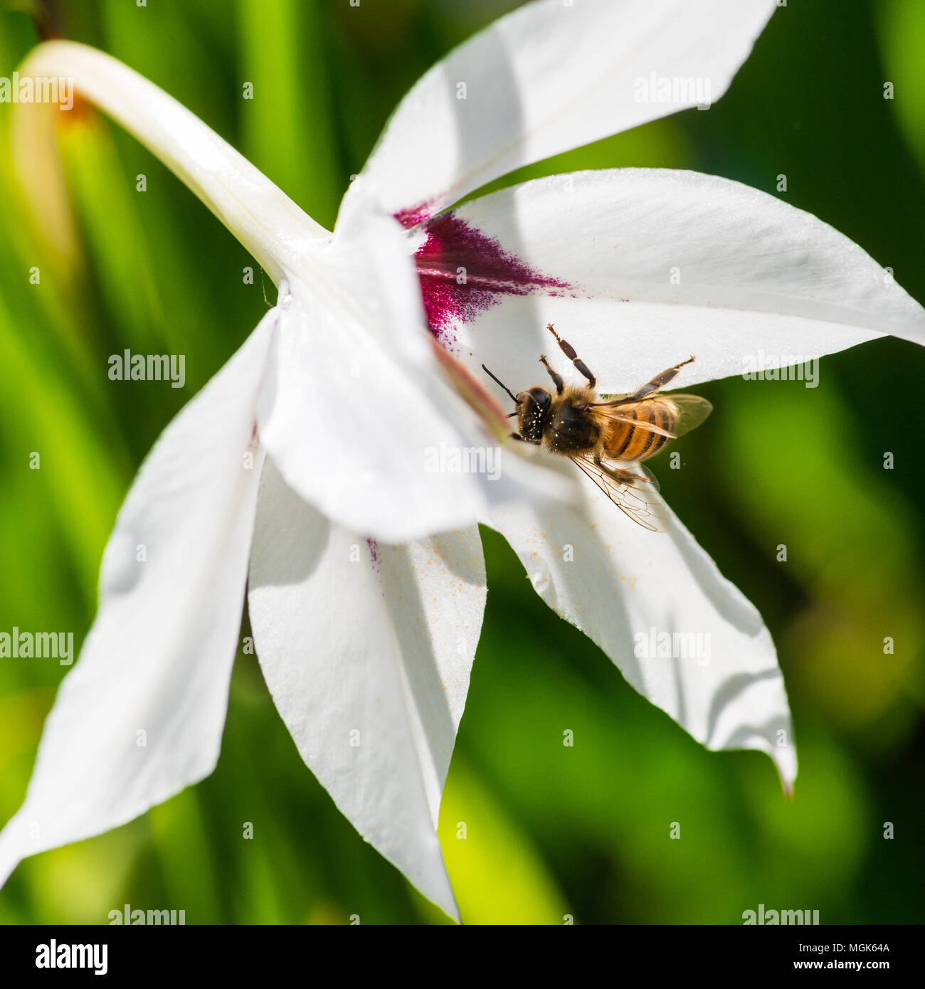 A macro shot of a bee collecting pollen from an acidanthera bloom. Stock Photo