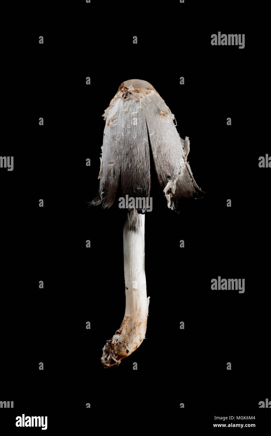 Lawyer’s Wig, also known as Shaggy Inkcap Coprinus comatus fungi photographed on a black background with cap starting to open. It is often seen growin Stock Photo