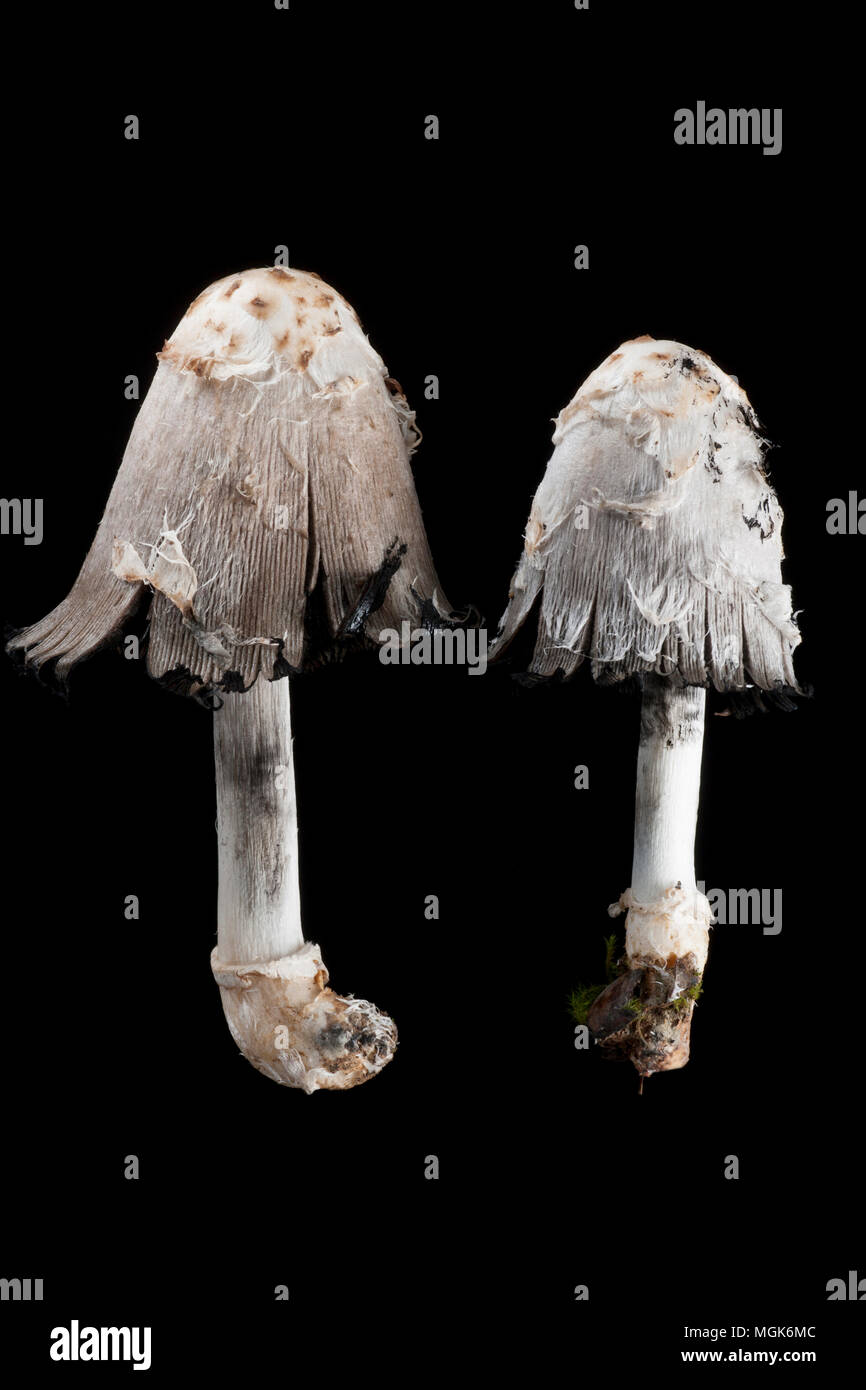 Lawyer’s Wig, also known as Shaggy Inkcap Coprinus comatus fungi photographed on a black background with caps starting to open. It is often seen growi Stock Photo