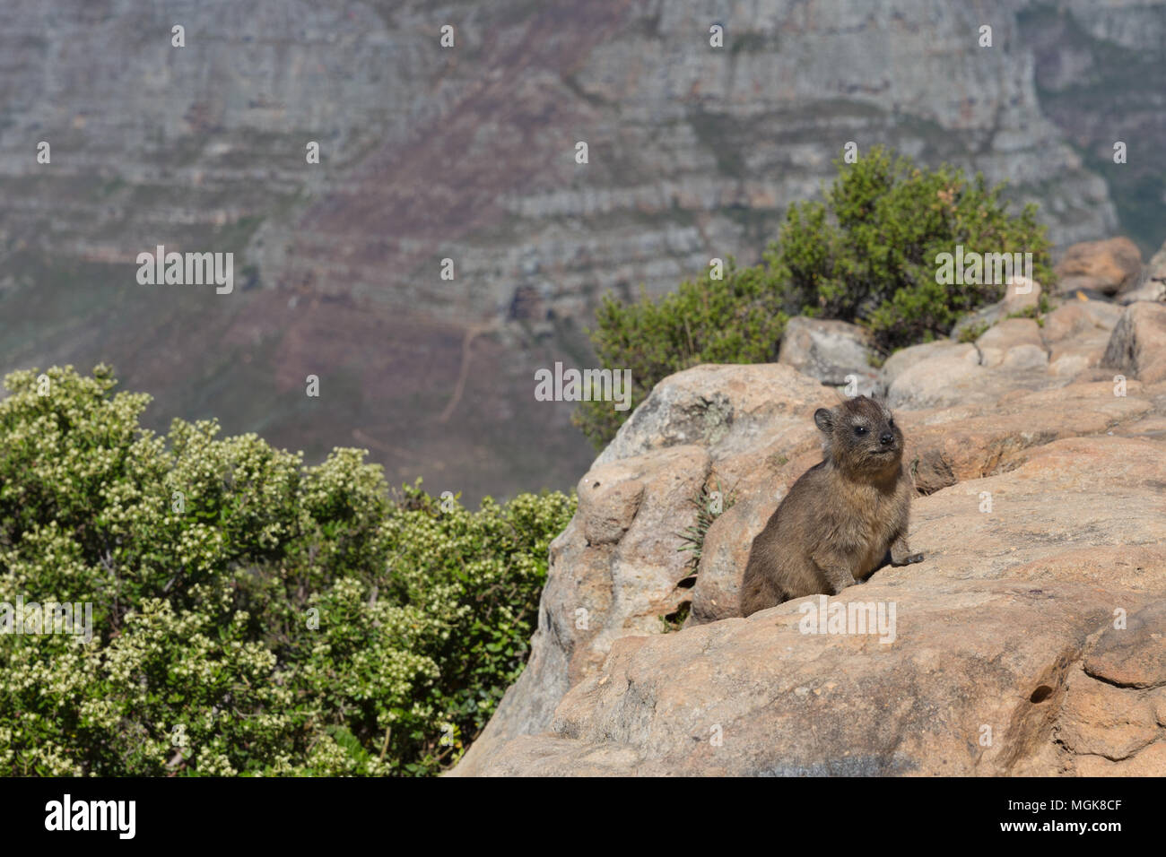 Wild dassie sits on a rock at the top of Lions Head, Cape Town Stock Photo