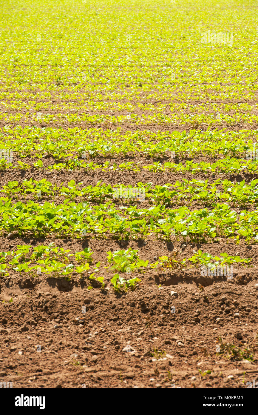 A field of summer salad crops Stock Photo