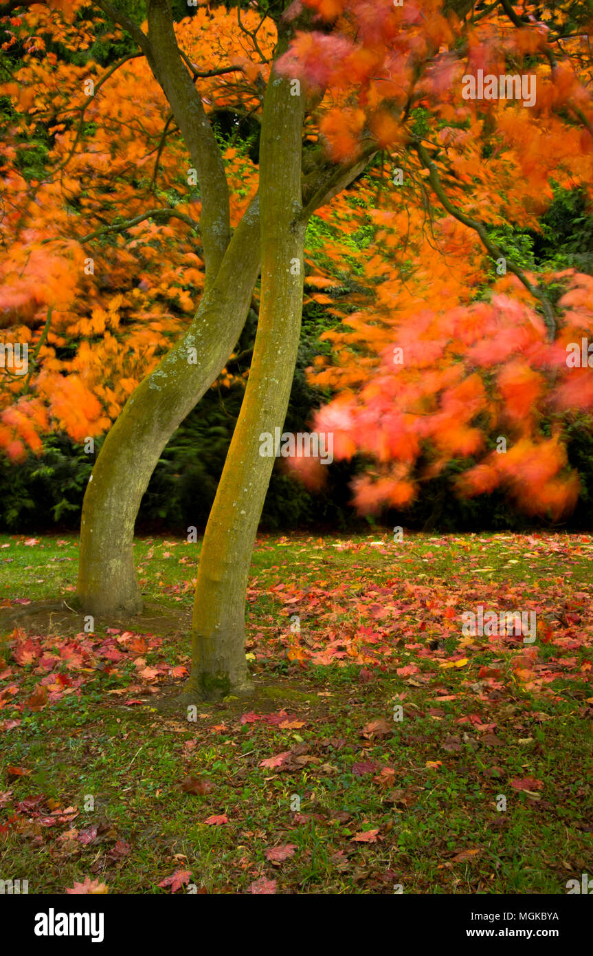 Wind blowing autumn leaves on a tree Stock Photo - Alamy