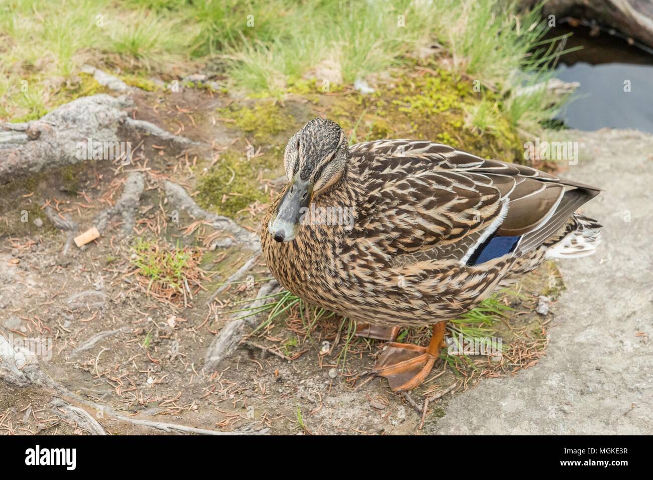A trustful duck on a lake shore Stock Photo