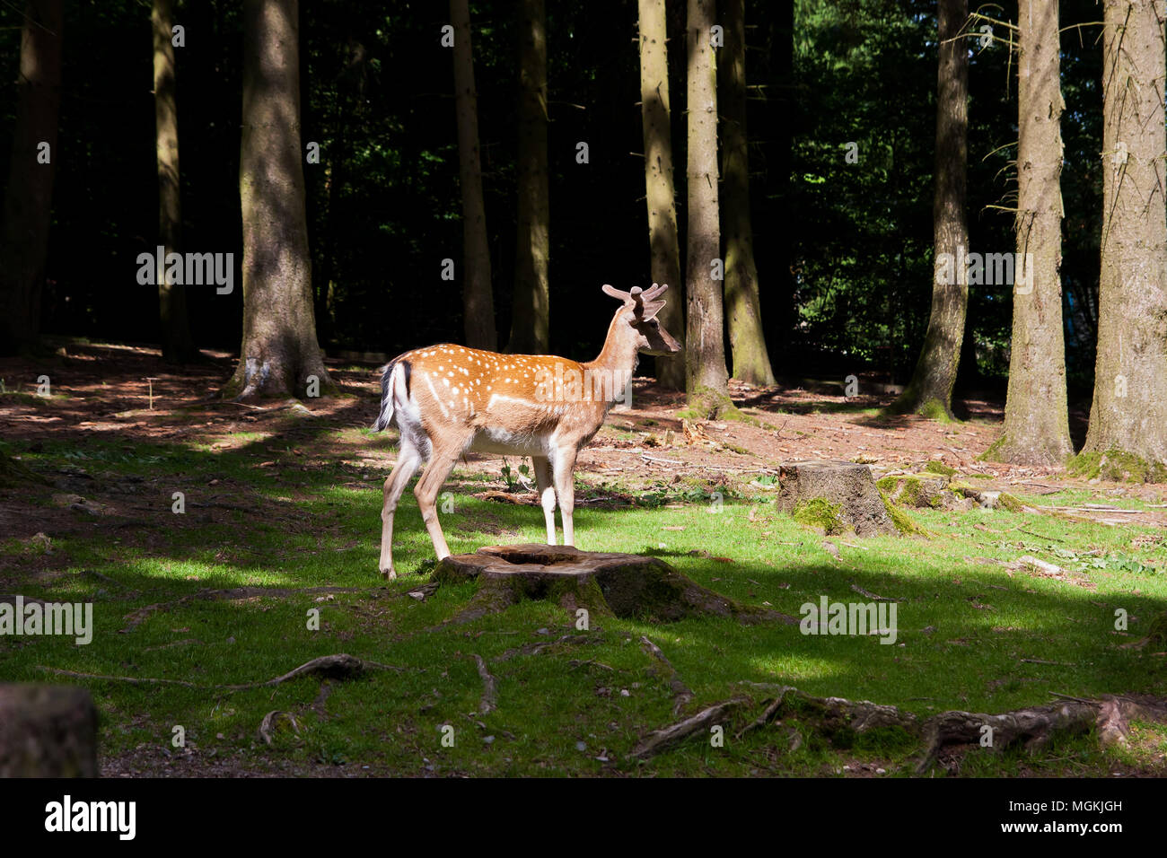 Fallow deer in a forest clearing lightened by the sun Stock Photo