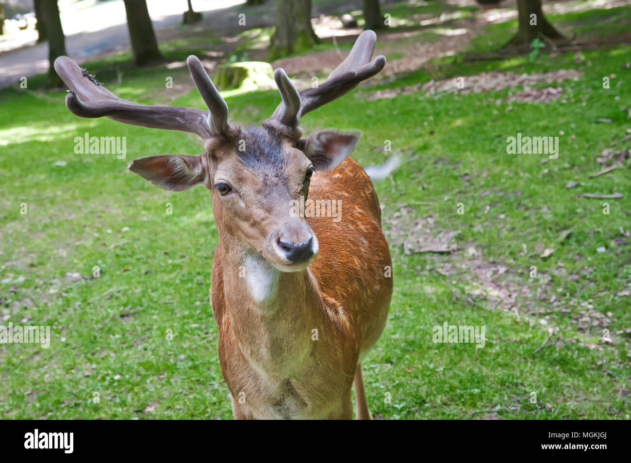 Fallow deer in a forest clearing - close up Stock Photo