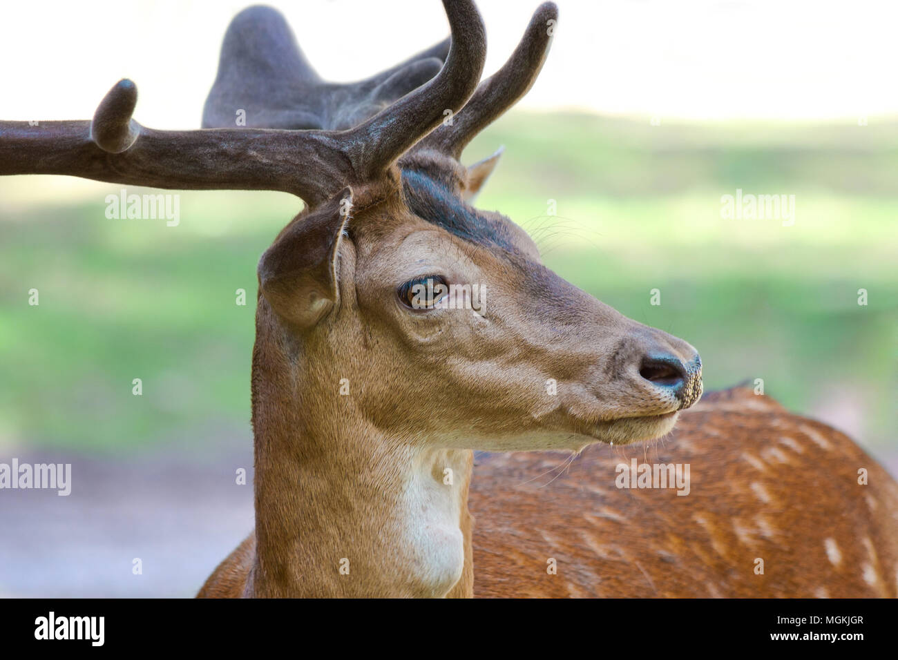 Fallow buck on a meadow: head with antlers Stock Photo