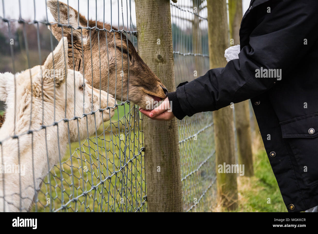 Young boy hand-feeding a fallow deer (dama dama) at a petting farm, UK. Stock Photo