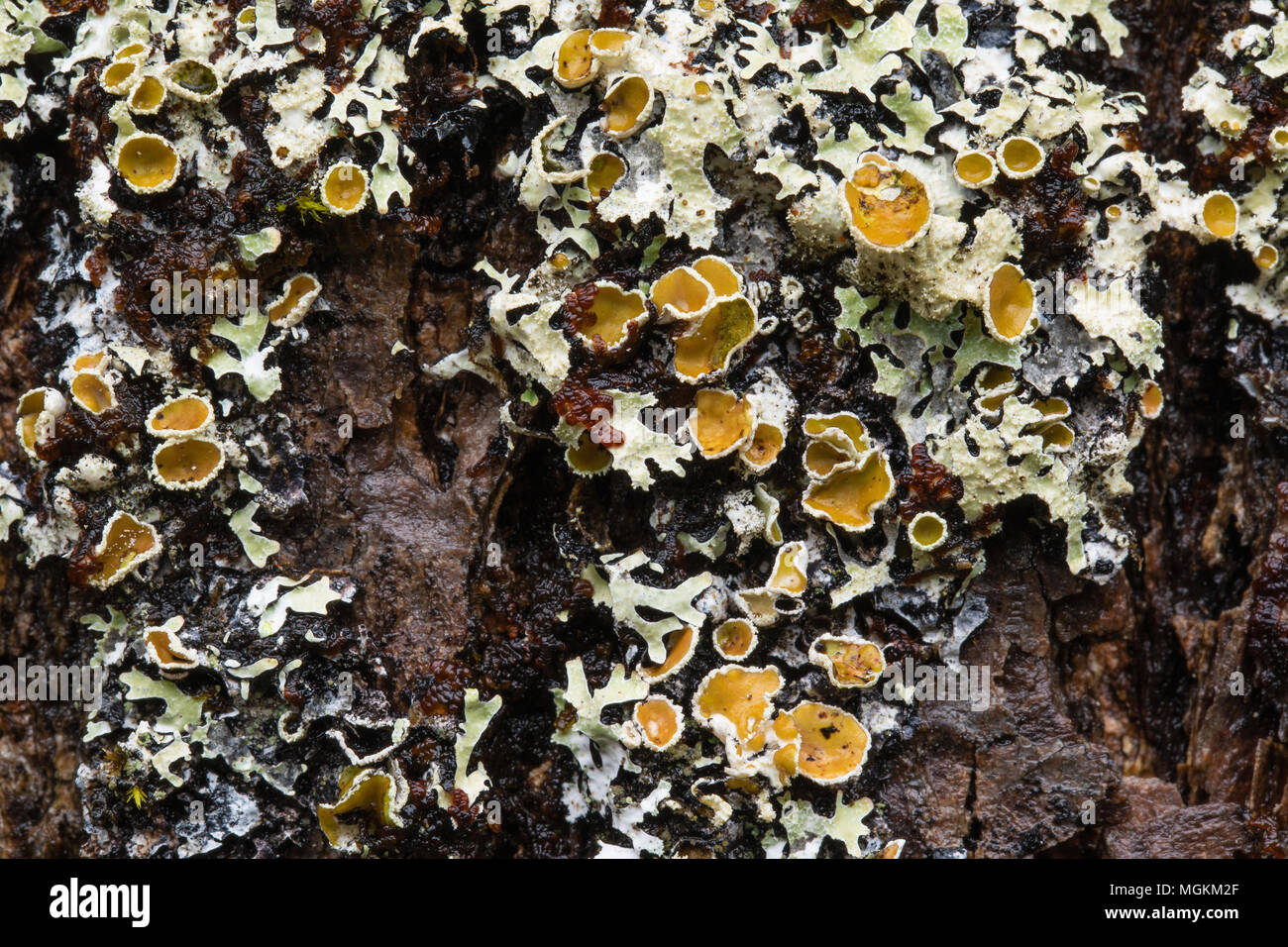 Lichen growing on the bark of a hemlock tree in Halifax, Nova Scotia, Canada. Stock Photo