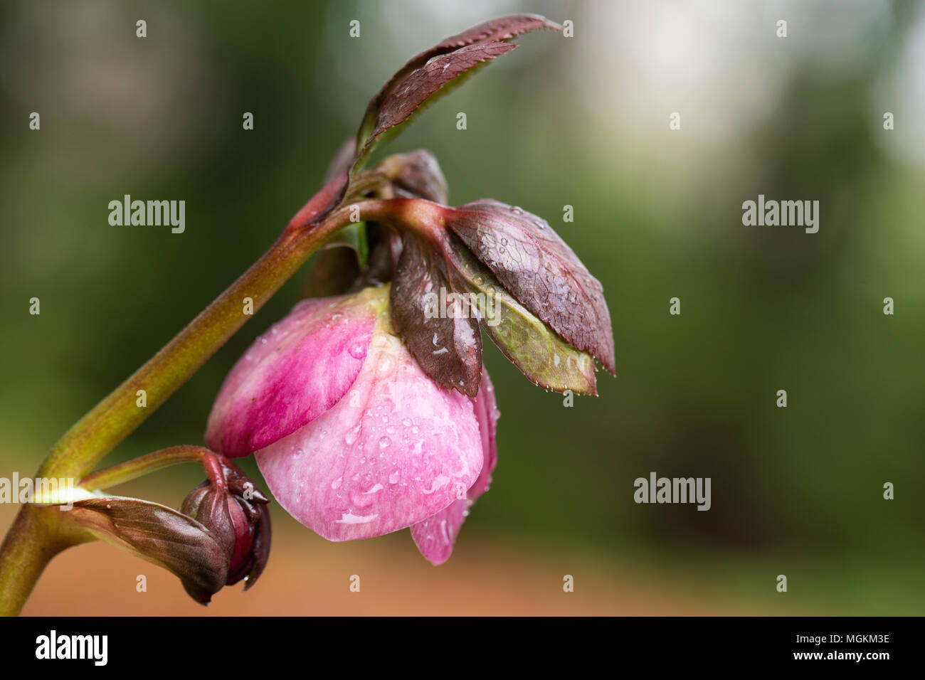 Close-up image of Hellebore flower. Stock Photo