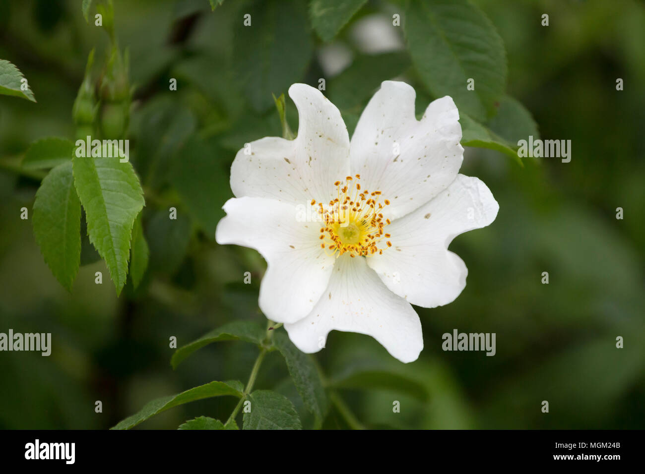 A white flower with yellow pistils on dark green background Stock Photo