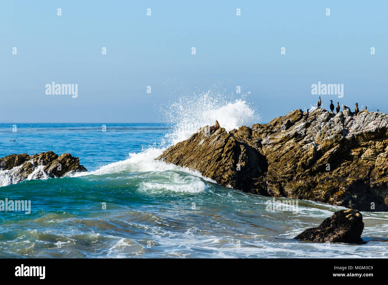 Incoming wave breaking against a rock on California's Pacific coast; native seal and marine birds resting on top. Stock Photo