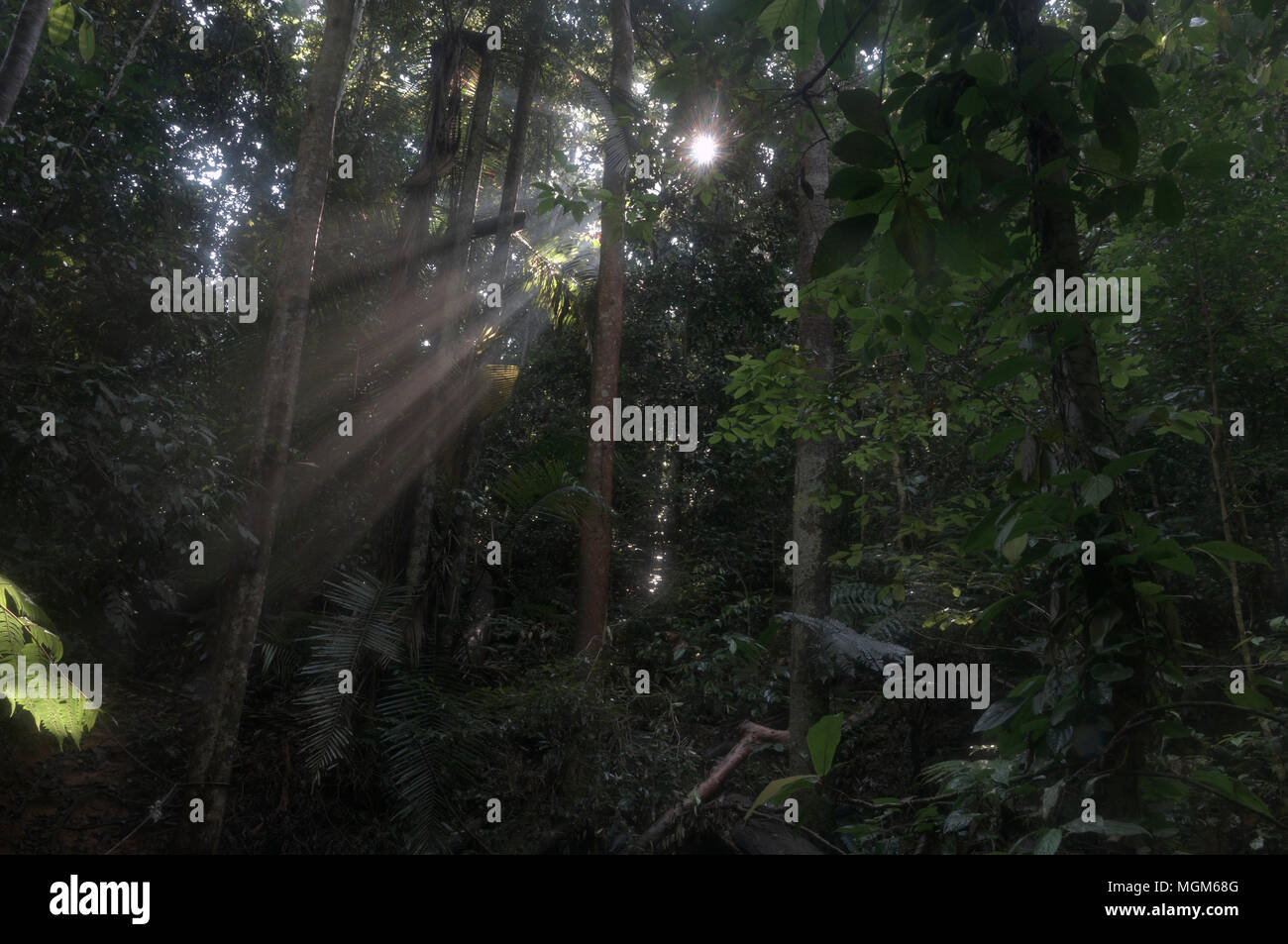 Early Morning Light Passing Through Rain Forest Foliage Stock Photo