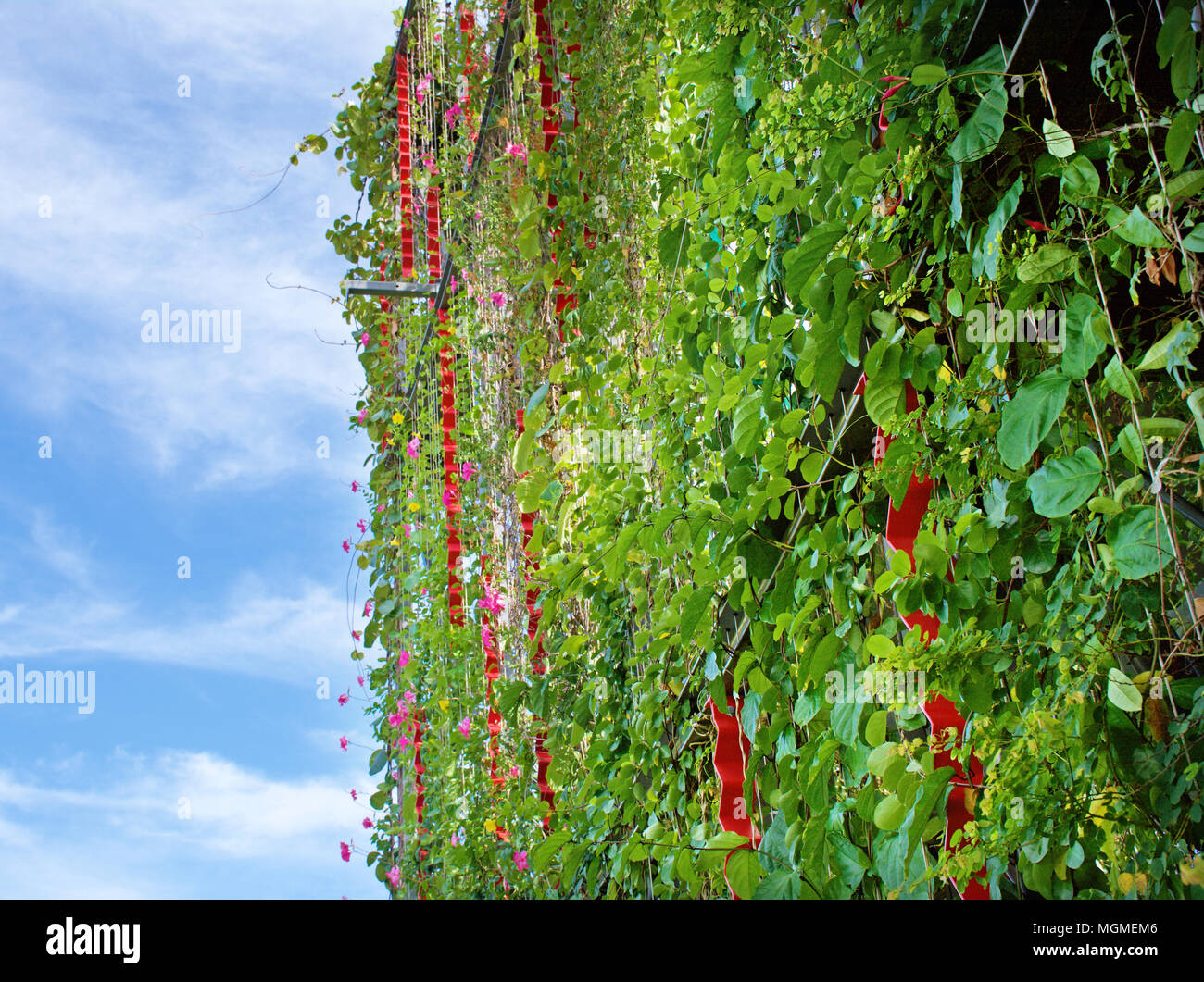Stunning vertical garden with climbing vines on wires on the exterior of.a building structure Stock Photo