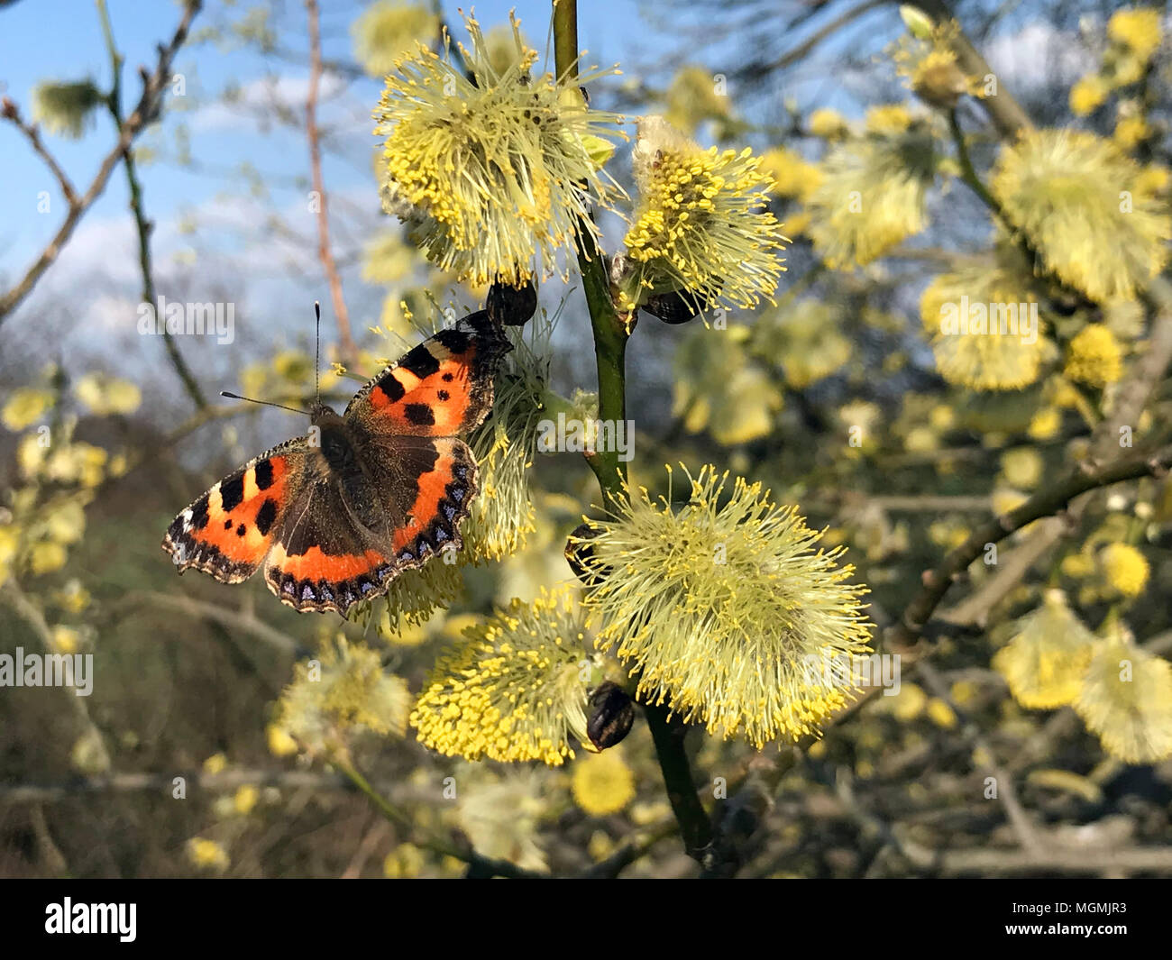Small British Tortoiseshell Butterfly on Pussywillow catkins, in Spring Stock Photo