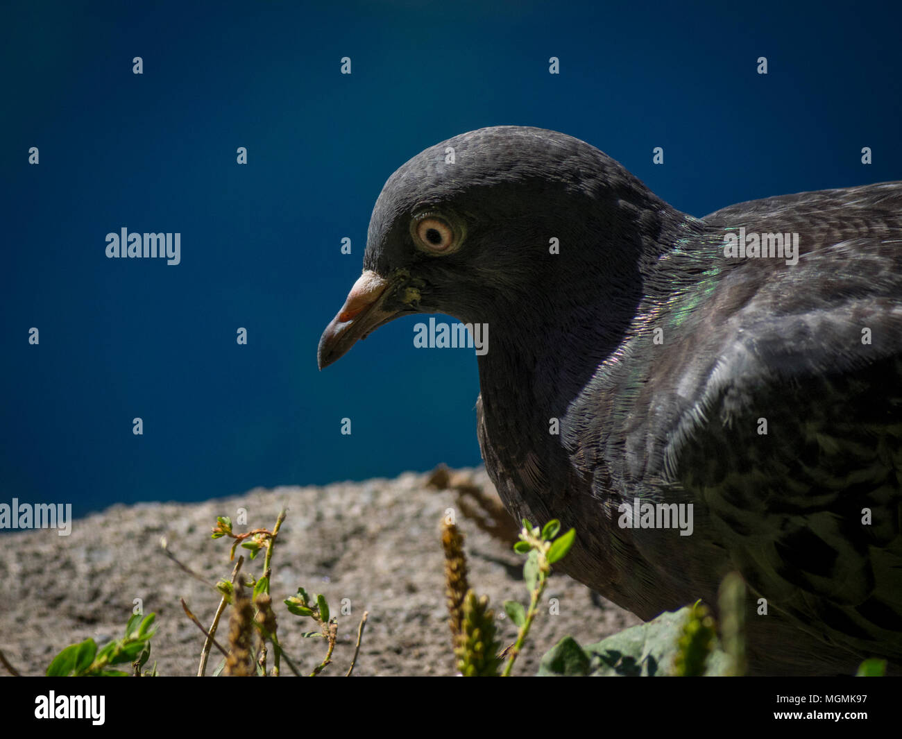Pigeon Stock Photo