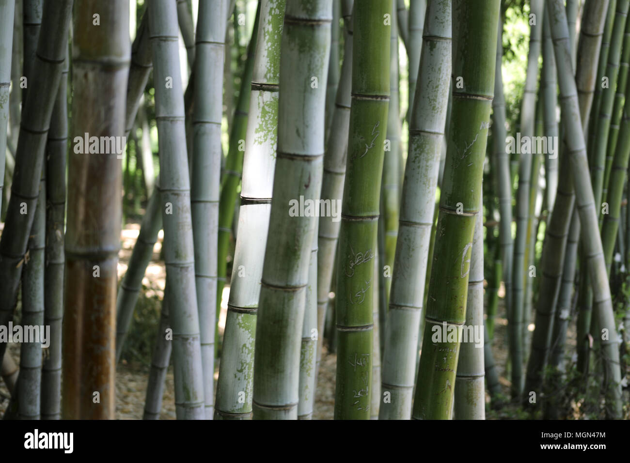 Bamboo Forest at Huntington Botanical Gardens Stock Photo - Alamy