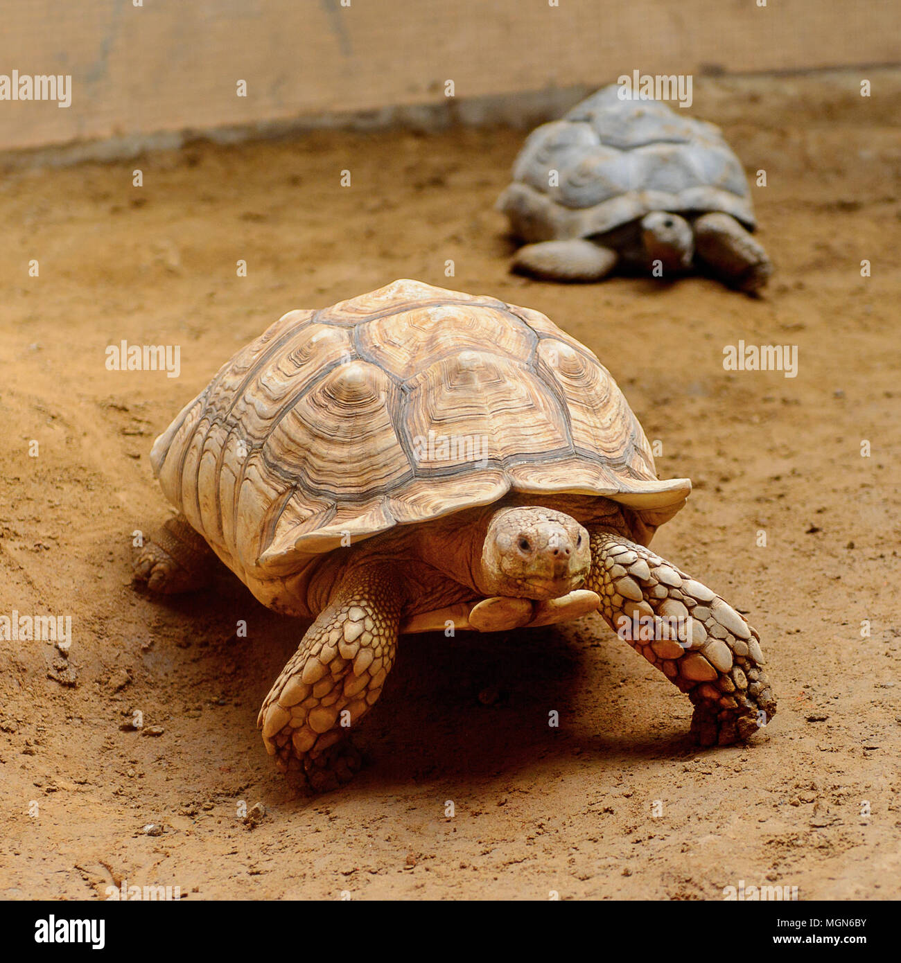 big-turtles-at-the-beijing-zoo-a-zoological-park-in-beijing-china-stock-photo-alamy