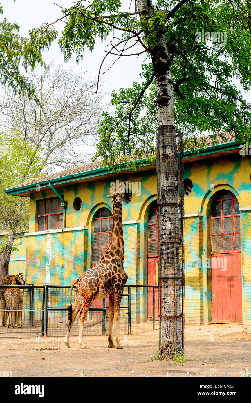 Giraffe at the Beijing Zoo, a zoological park in Beijing, China Stock ...