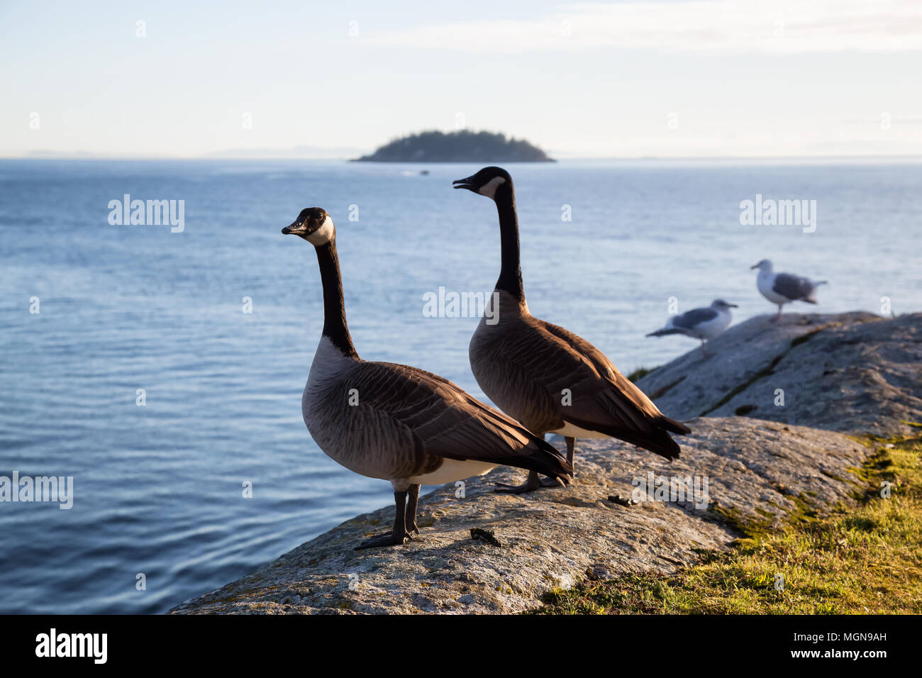 Canada Goose West Vancouver Cheap Sale, 55% OFF | www.colegiogamarra.com