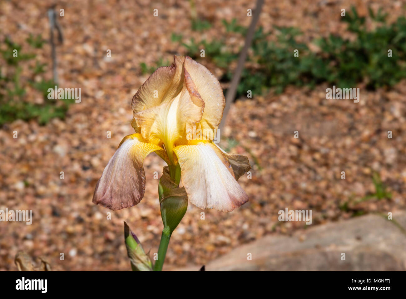 Iris JUNE SUNSET at Mercer Arboretum and Botanical Gardens in Spring, TX. Stock Photo