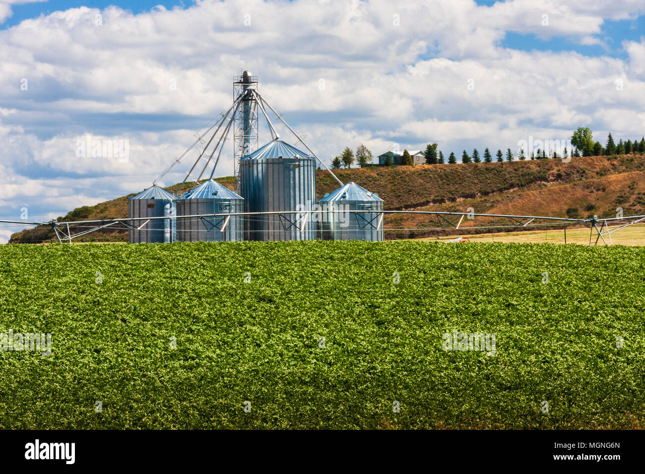 Potato farming in eastern Idaho. Extensive irrigation is required for