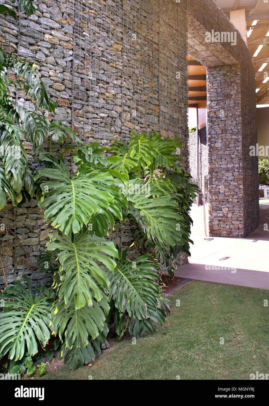 Modern gabion feature wall with climbing plants in Munro Martin Parklands in Cairns Queensland Australia Stock Photo