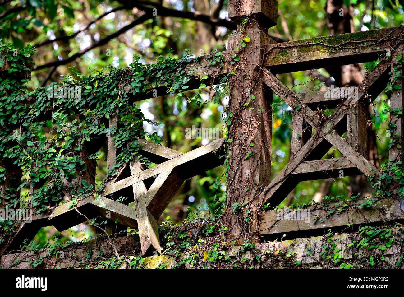 Front view of unique vintage wooden fence with vines or creepers with