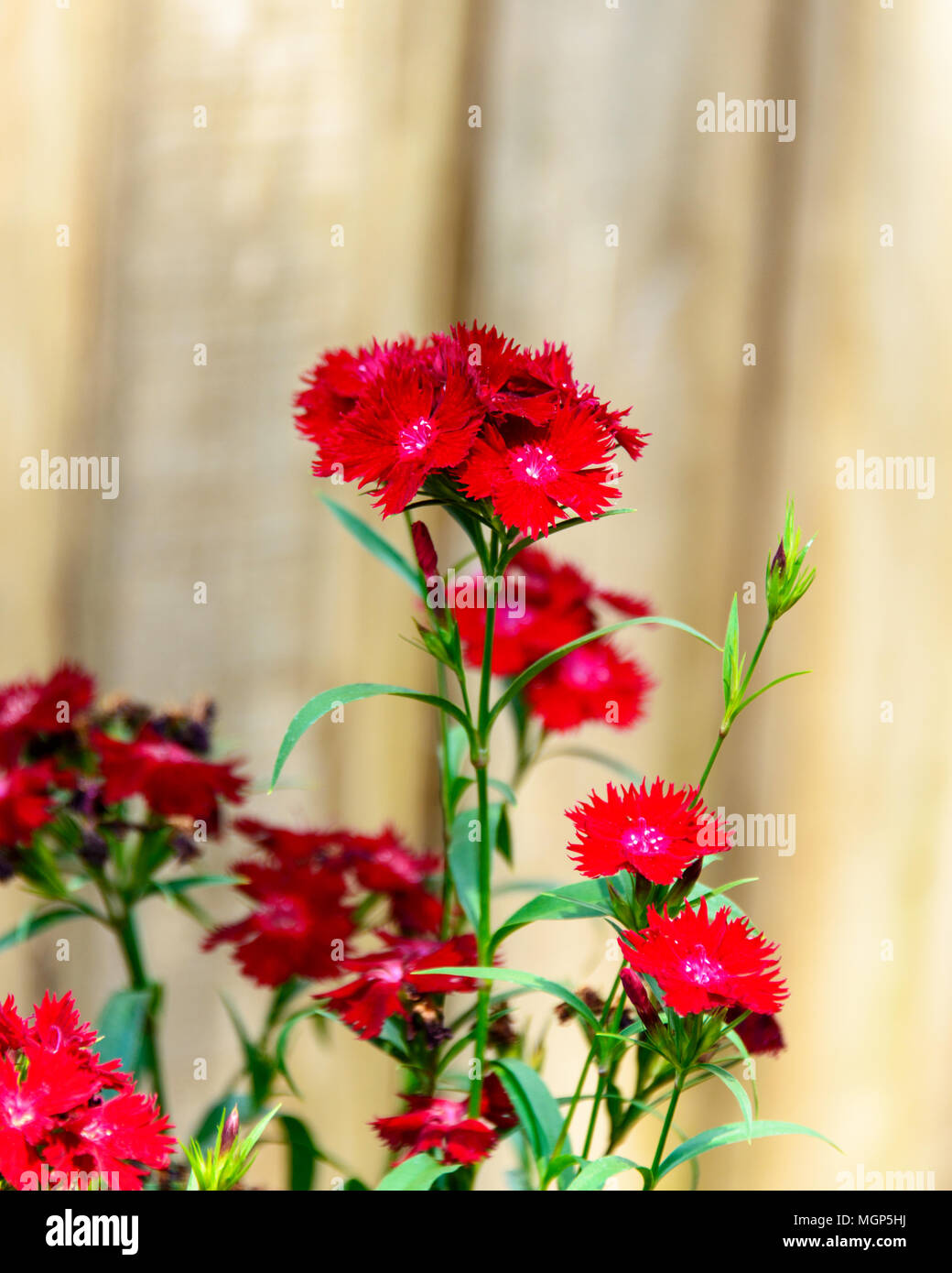 Summer garden with flowers and wooden fence hi-res stock photography ...