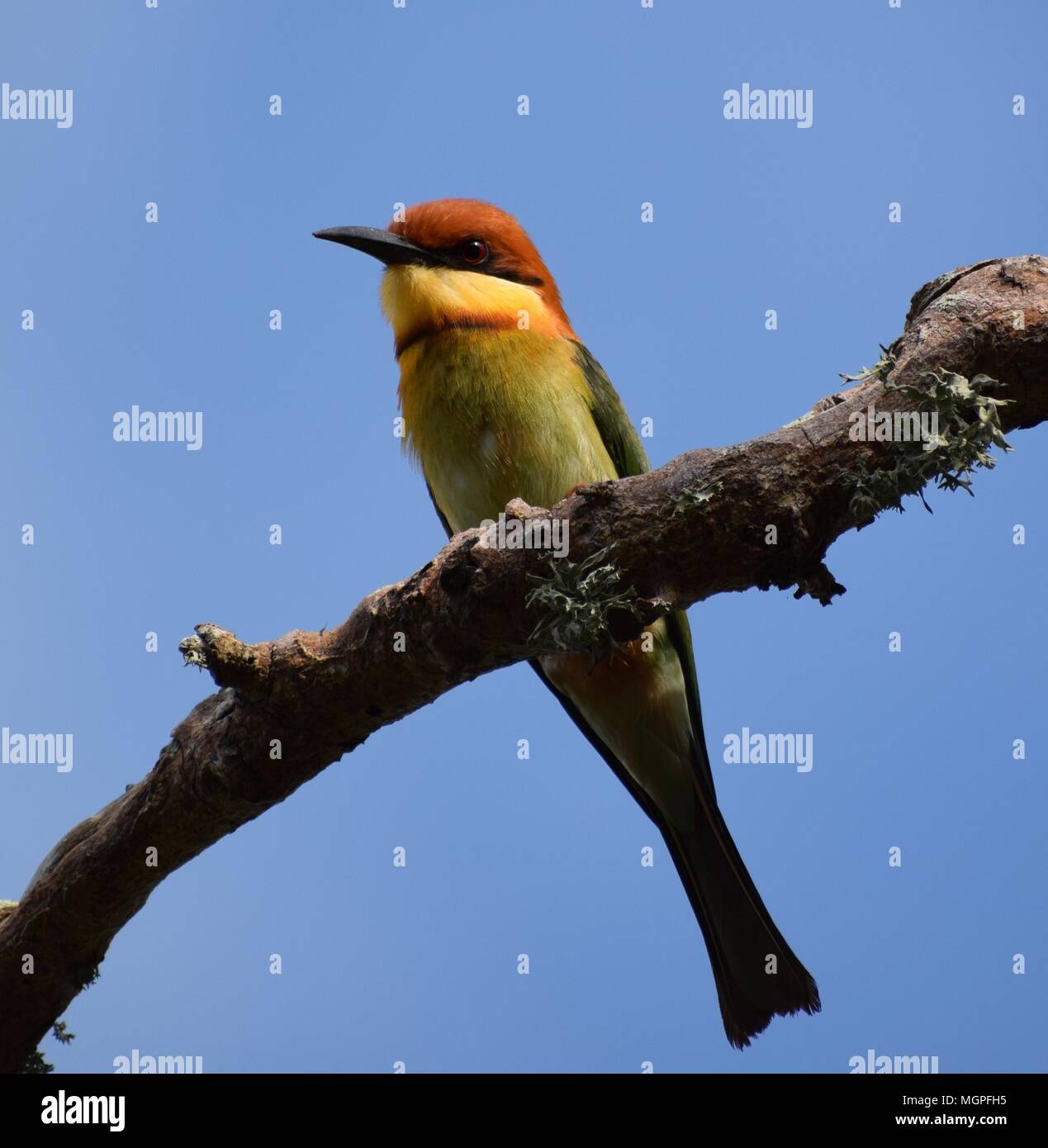 Chestnut-headed Bee-eater on a Branch Stock Photo