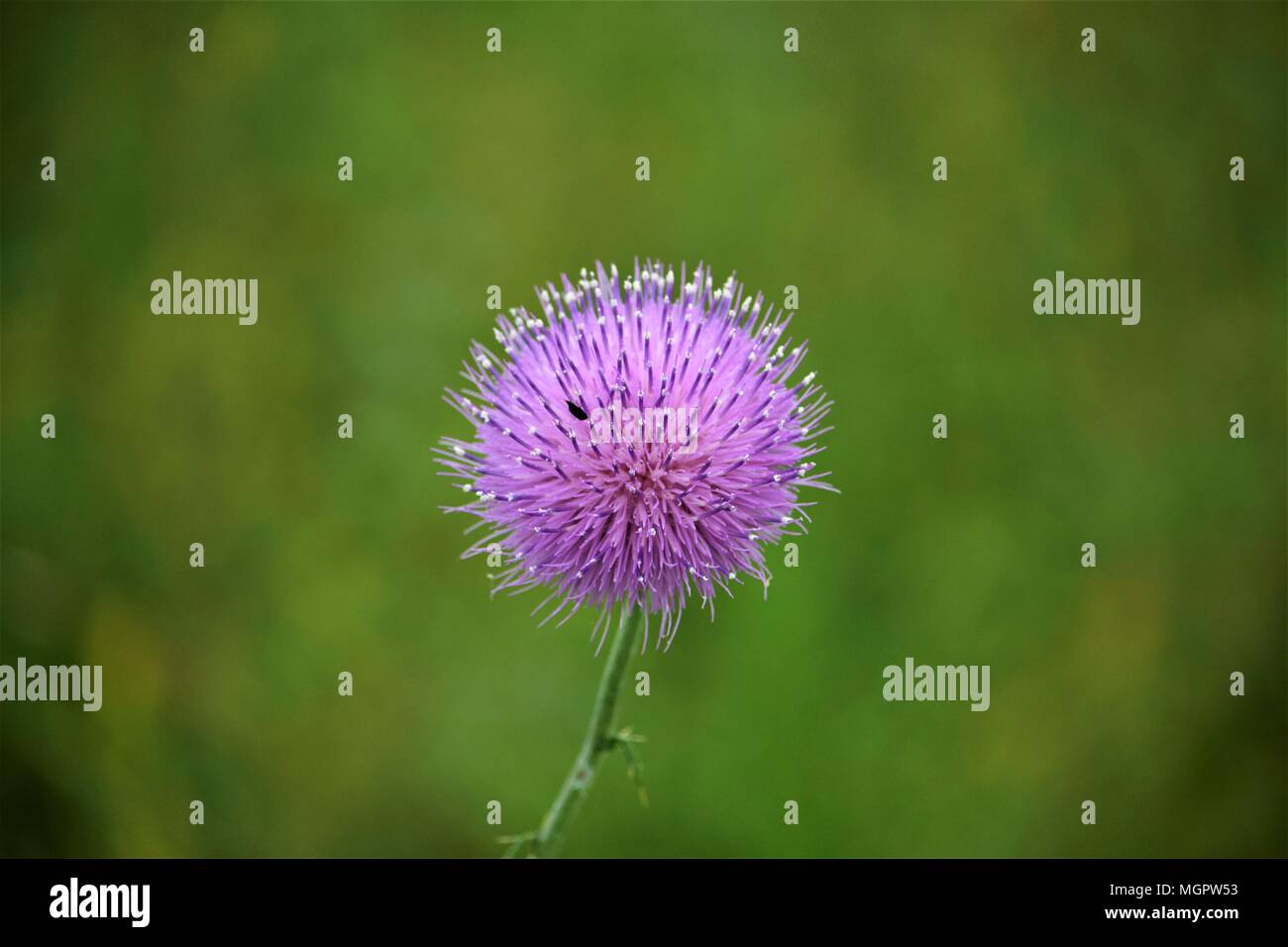 Flowers Of Texas Stock Photo Alamy