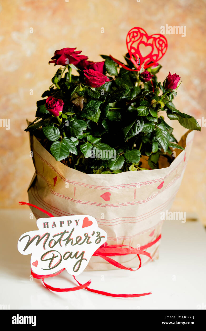 Red roses in pot on white table and yellow background.Potted plant in holiday package.Mother's Day gifts -potted red rose.congratulation with happy mother day. Stock Photo