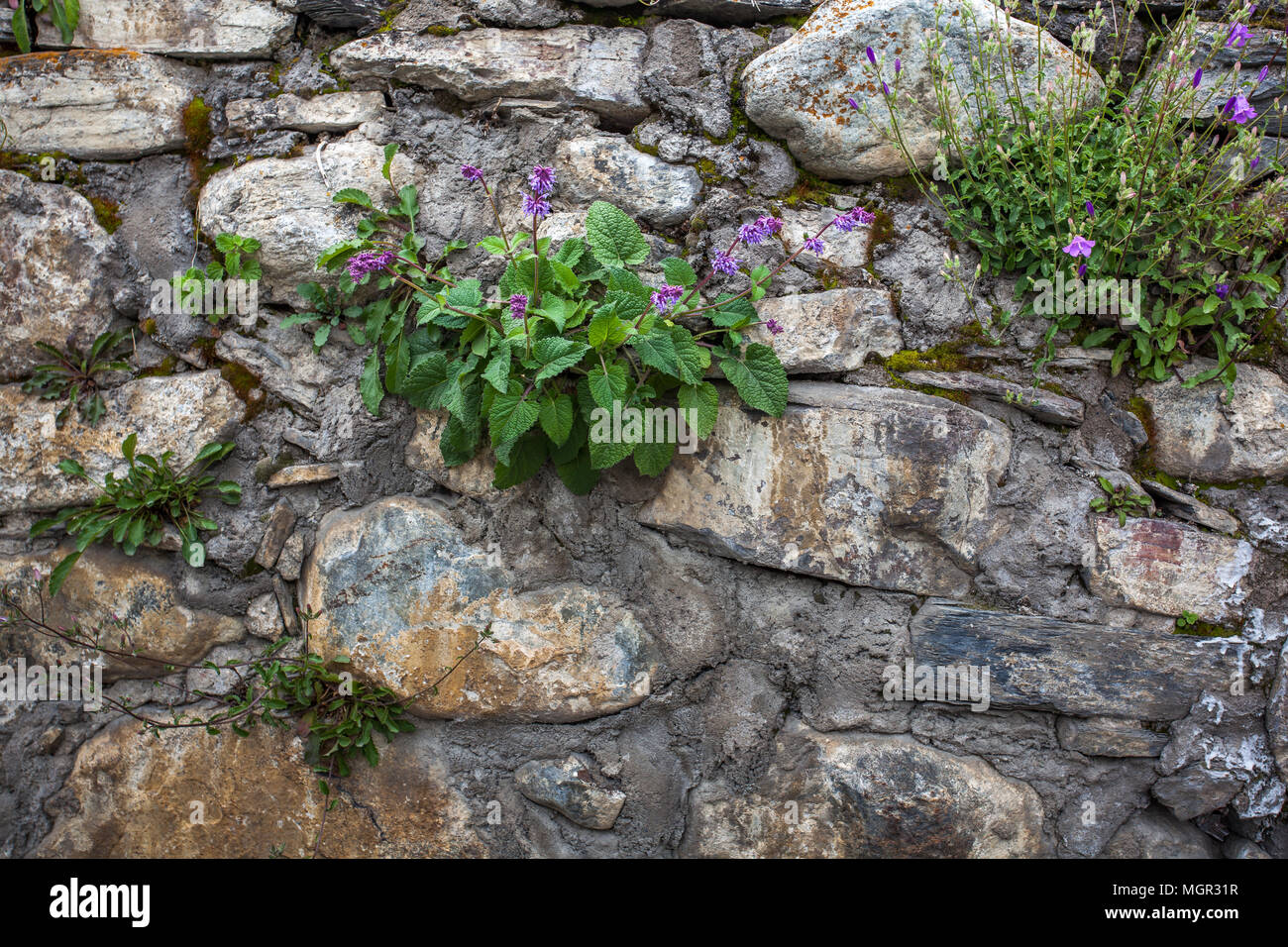 Flowers on an old stone wall, stone texture Stock Photo - Alamy
