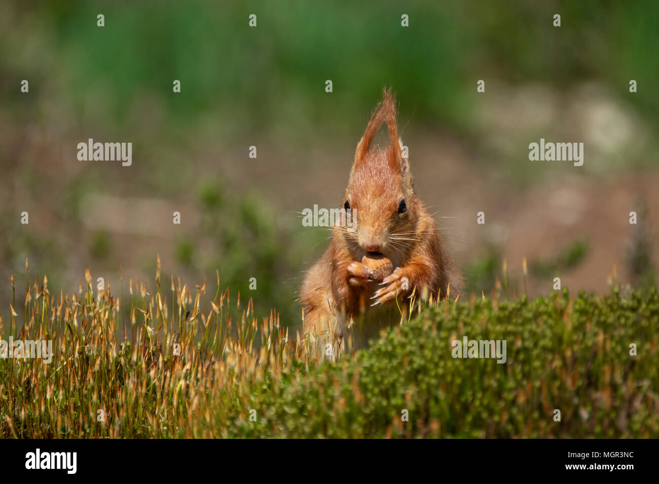 red squirrel nibbles a nut and sits peacefully in the grass Stock Photo