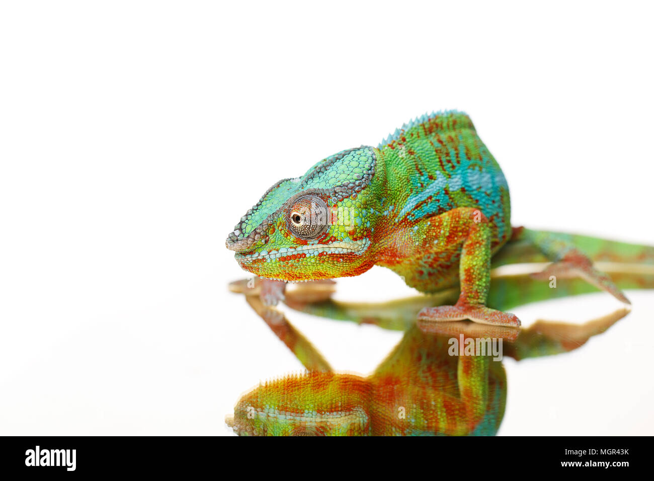 alive chameleon reptile Stock Photo