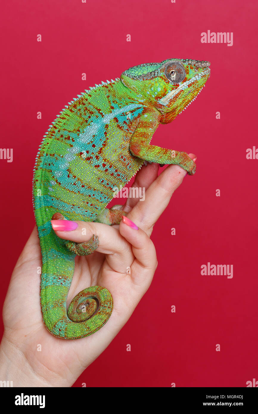 alive chameleon reptile Stock Photo Alamy