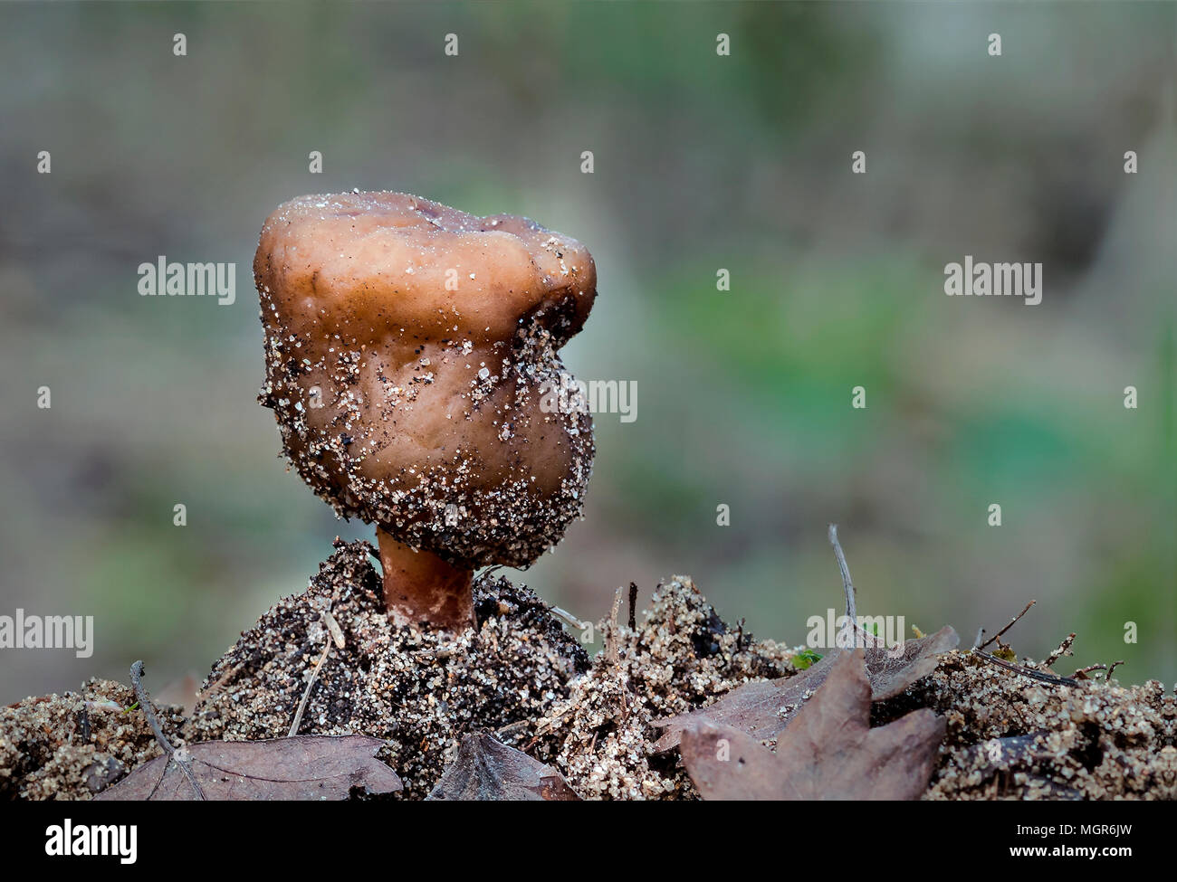 Verpa conica (Thimble morel Stock Photo Alamy